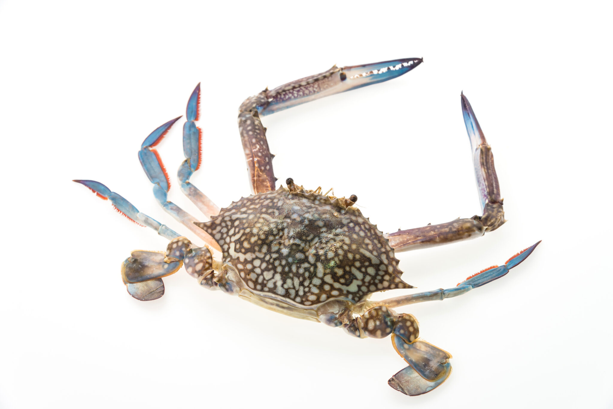 Seafood commodity update exclusively for Back Office users, powered by CommodityONE